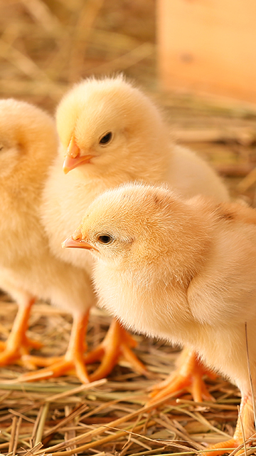 Cute young chicks yellow and hatched on the farm standing on straw floor, poultry growers