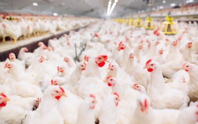 Faq for transparency in poultry grower contracting and tournaments final rule.